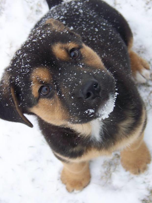judy-clocker-christopher-our-puppy-timber-posing-for-the-camera-while-enjoying-his-2nd-snow-storm-e28094-in-edison-nj3.jpg 