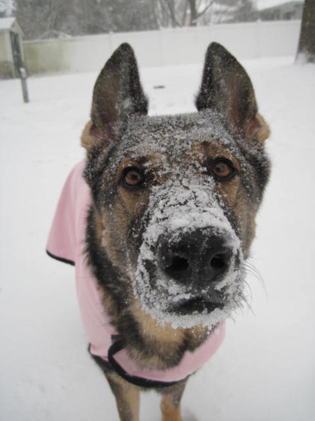 gracie-8-year-old-german-shepherd-dog-enjoying-the-snow-in-mercer-county-nj-jenm66.jpg 
