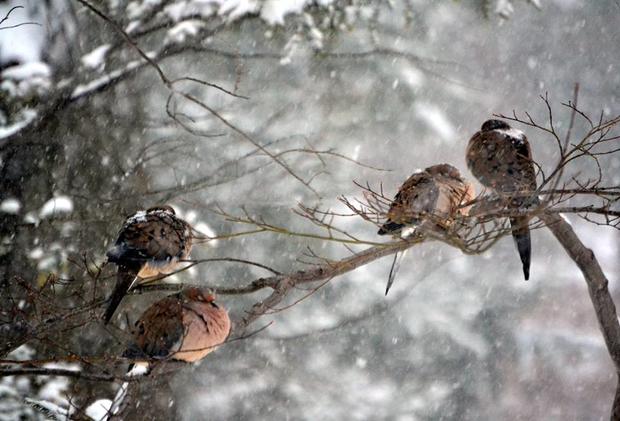 mourning-doves-in-the-snow-in-hawthorne-new-jersey.jpg 