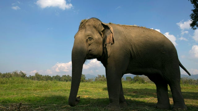 Thai Elephant 