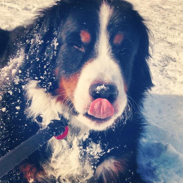 rachelgregory-6-and-a-half-year-old-bernese-mountain-dog-wolfgang-playing-in-the-snow.jpg 
