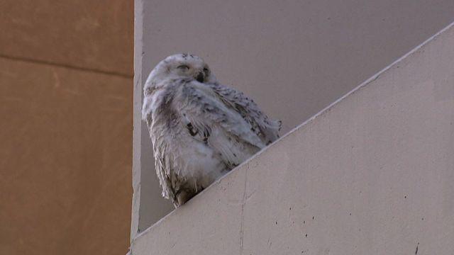 SnowyOwl_640x360.jpg 