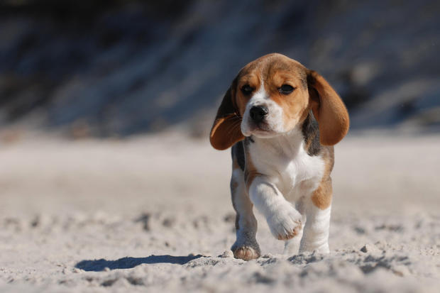 Puppy Beach Dog 