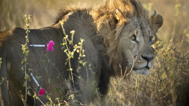 GPS for Kenya's lions 