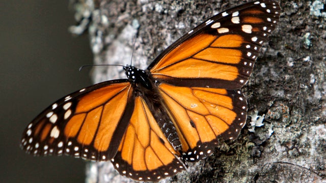 monarch_butterflies_AP421723499515.jpg 