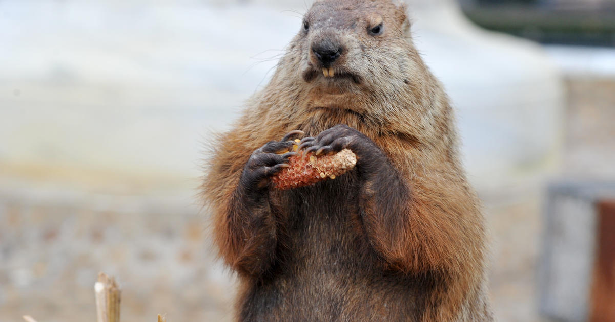 Potomac Phil Readying For Groundhog Day CBS Baltimore