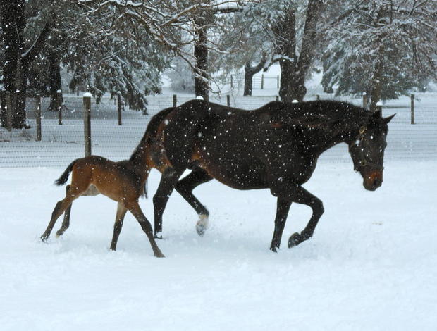 fillies-colts-momma-and-baby-romping-in-the-snow-baby-born-2-1-14.jpg 