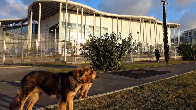 sochi-stray-dog461389145.jpg 