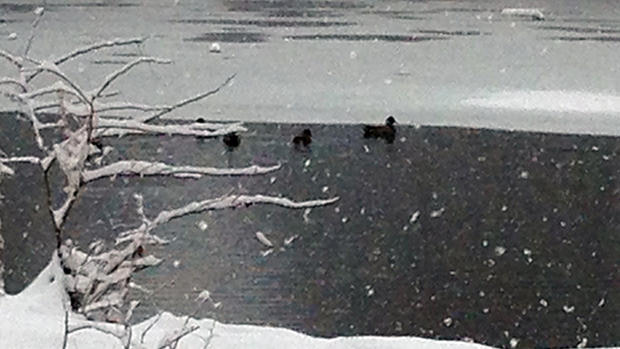 Ducks on Saddle River 