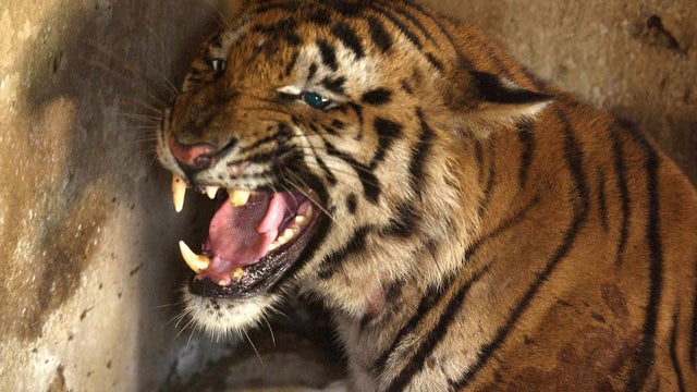 An Indian Bengal Tiger in it's cage at Calcutta Zoo 