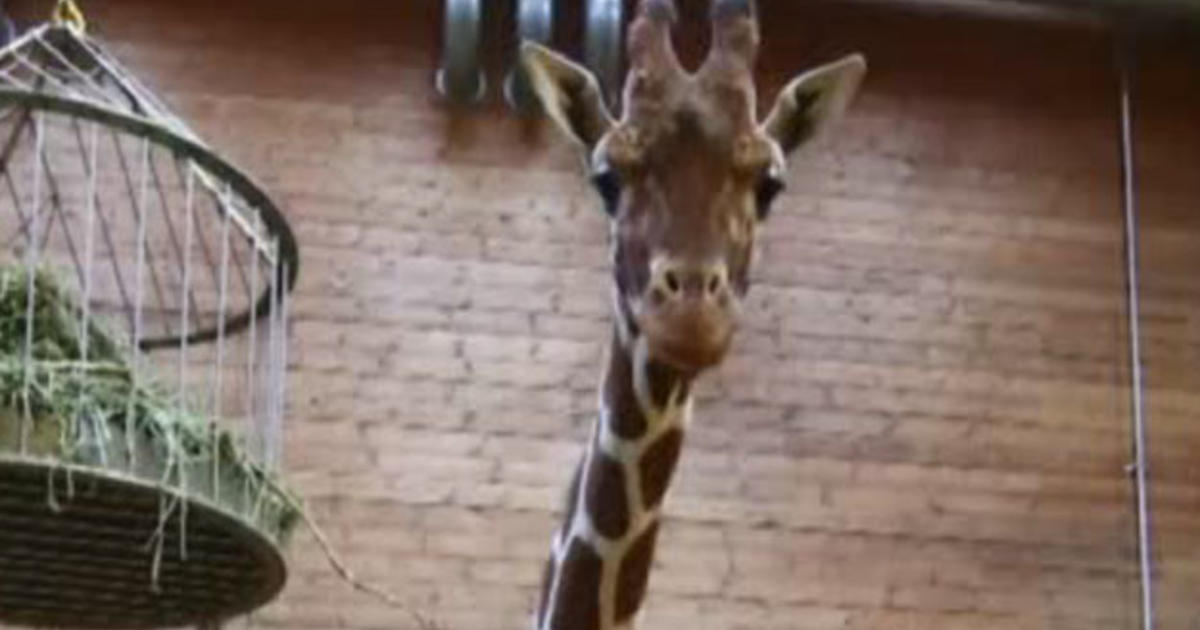 Decision To Euthanize Giraffe And Feed To Lions Angers Some Zookeepers ...