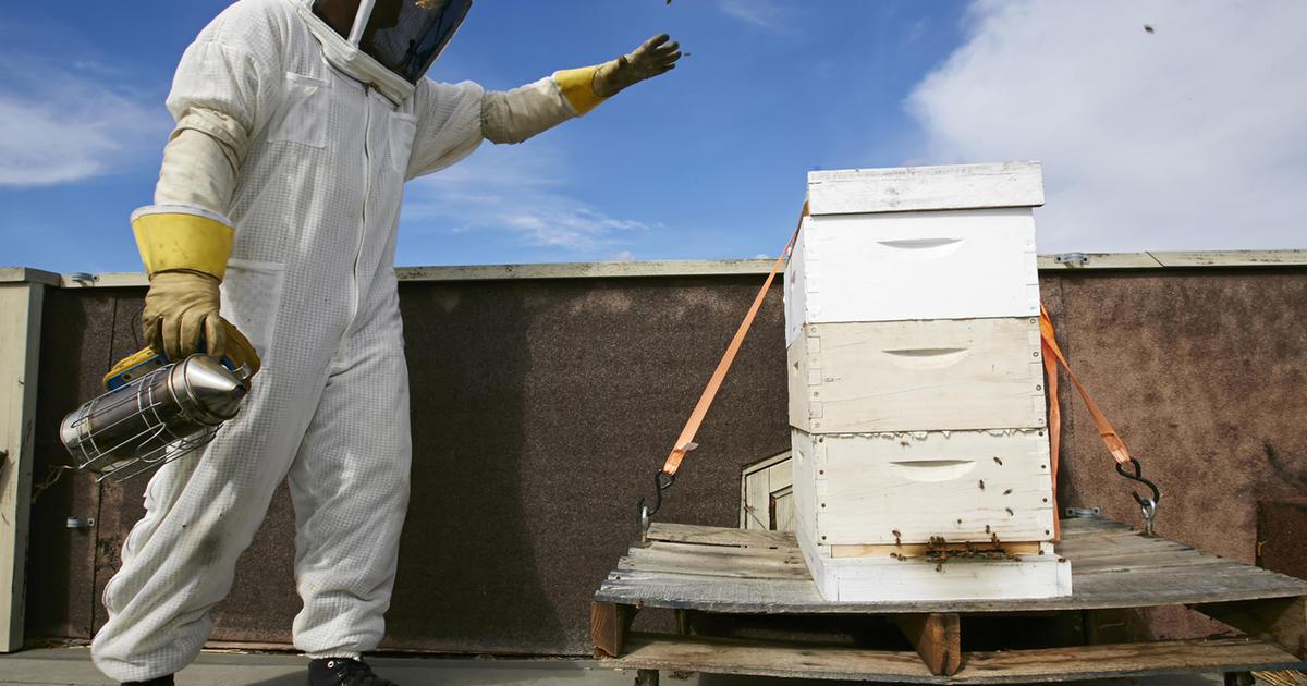 Los Angeles Abuzz Over Push For Urban Beekeeping - CBS News