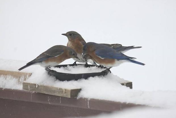 linda-smith-bluebirds-west-caln-chester-county1.jpg 