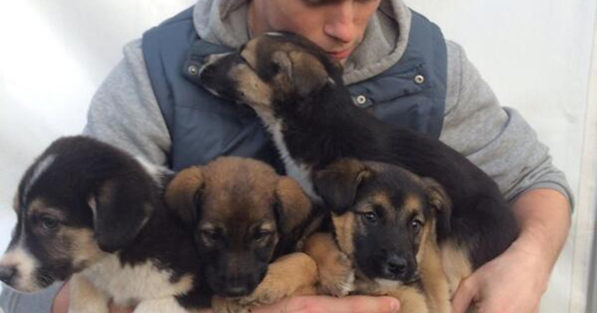 U.S. freestyle skier Gus Kenworthy adopting stray Sochi puppies