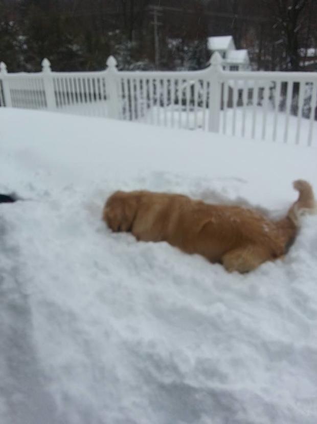 zarna-dharia-dog-trying-to-plow-the-snow-on-deck.jpg 