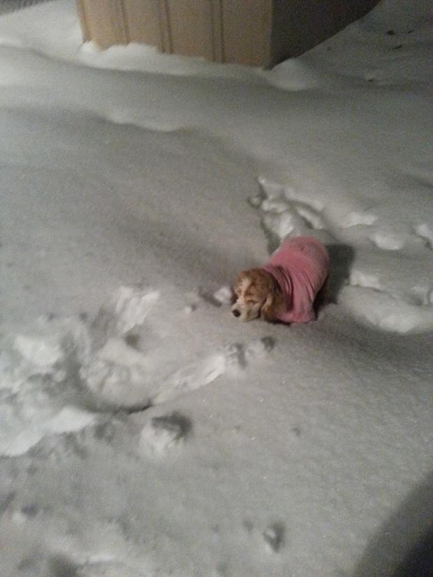 cat-estremera-my-dog-kinda-like-the-snow.jpg 