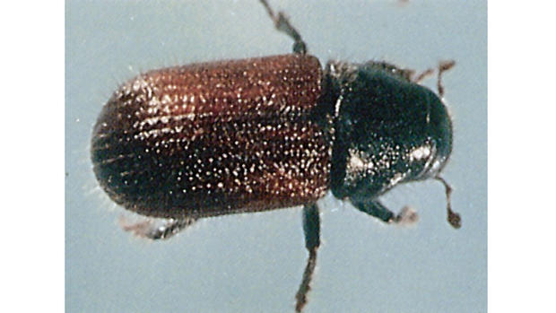 Spruce Beetle 