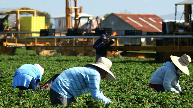 farm-workers.jpg 