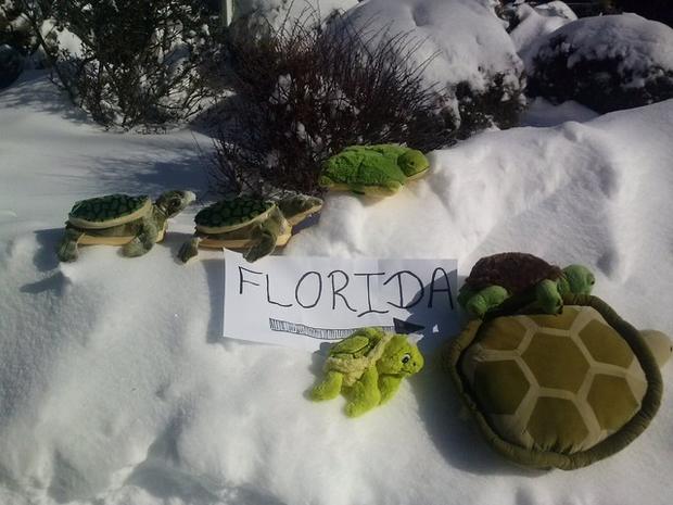 andersmandm-snow-turtles-on-the-move-to-florida.jpg 