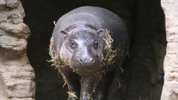 Pygmy Hippo At Franklin Park Zoo 