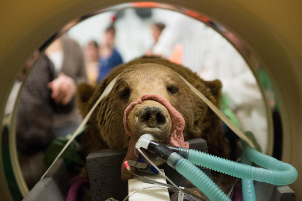 Surgery On A Bear At CSU 
