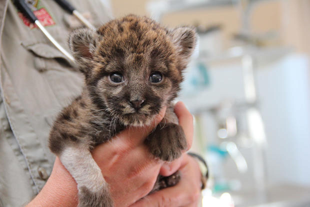 rescued-panther-kitten-11.jpg 