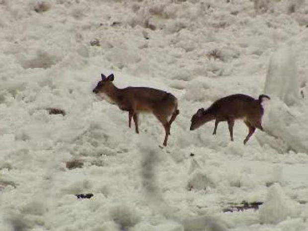 Ice On Allegheny River Leaves Deer Trapped On Water 