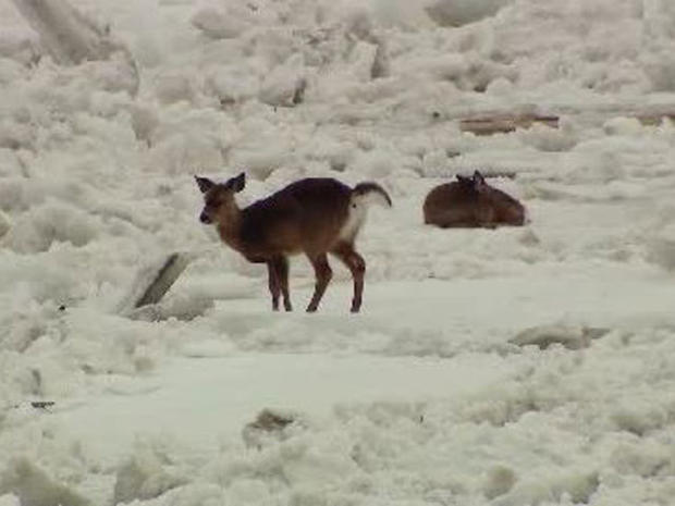 deer-on-ice.jpg 