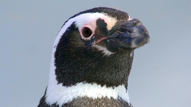 penguin.jpg 