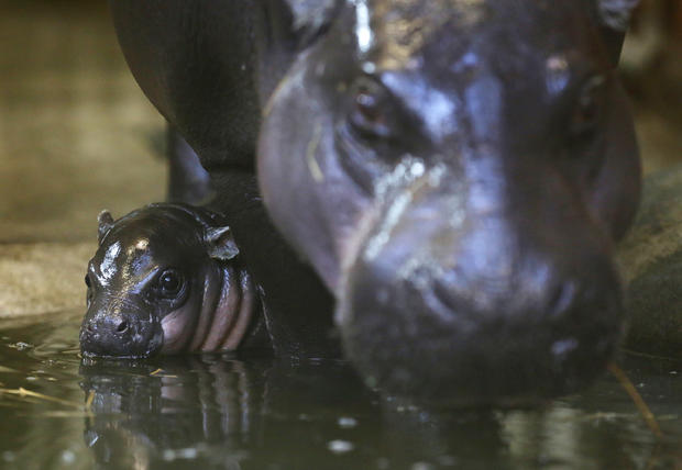 Pygmy hippo 