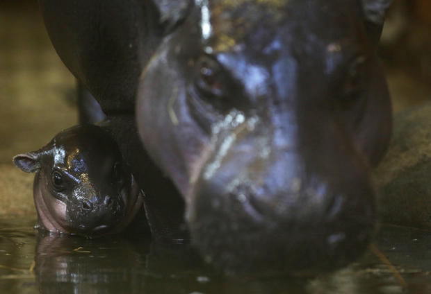 Pygmy hippo 