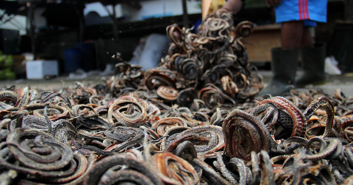 Photos from Indonesian slaughterhouse show snakes killed for luxury goods