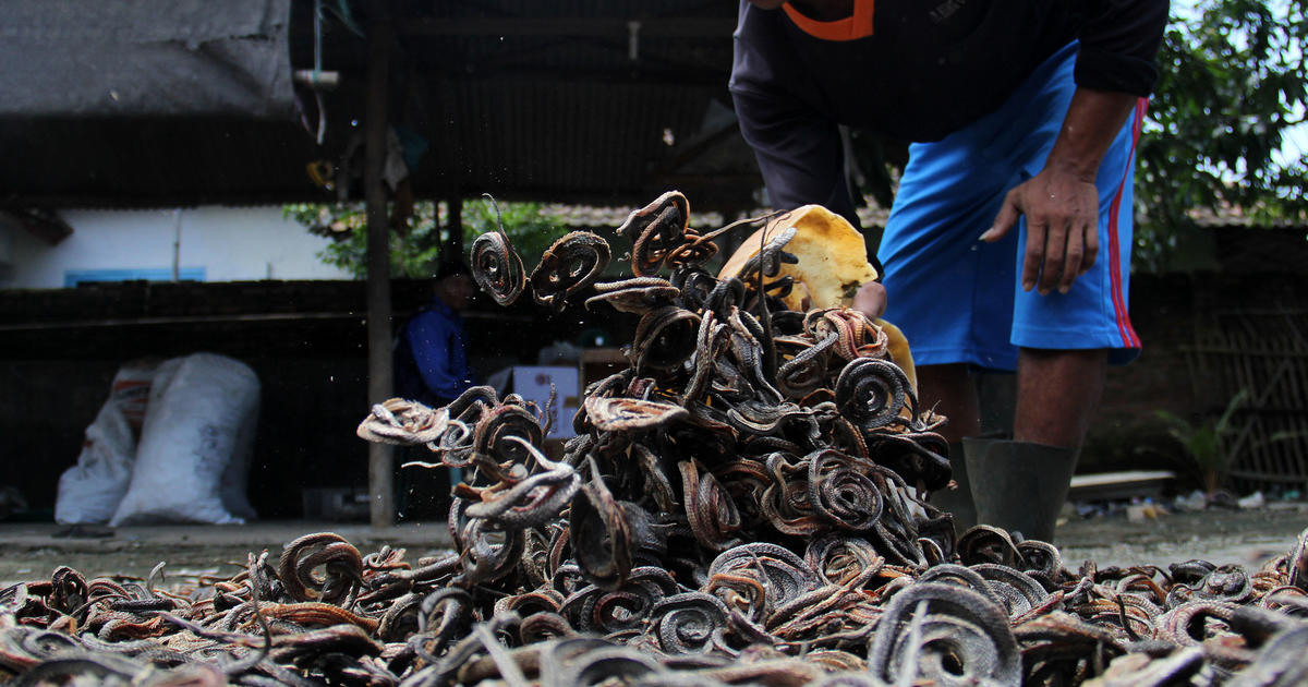 From slaughterhouse to shop-shelf: Inside the factory where snakes are  killed, skinned and turned into handbags