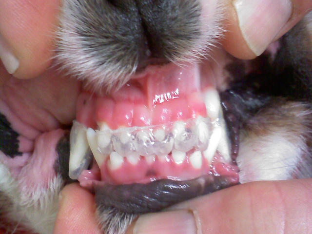 Dogs with clearance teeth braces