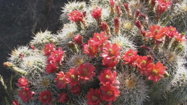 state-cactus 