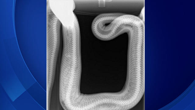 snake-x-ray.jpg 