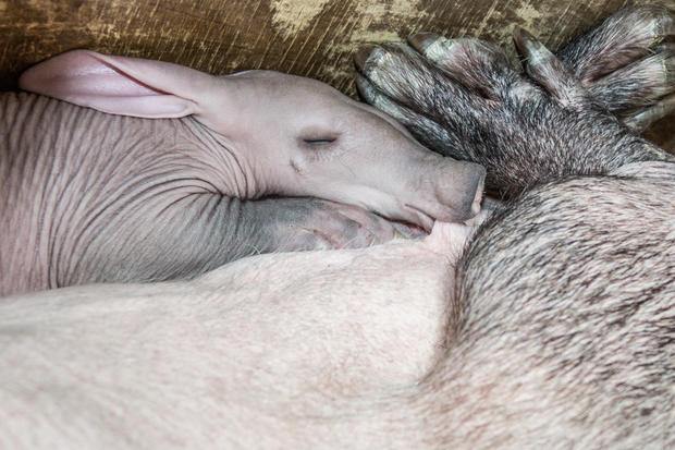 Aardvark Kaatie (1) by Tom Roy 