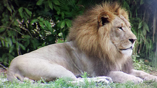 lion-cub-10.jpg 