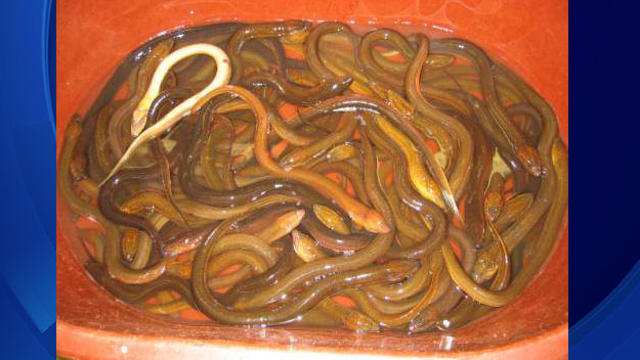eel-worms.jpg 