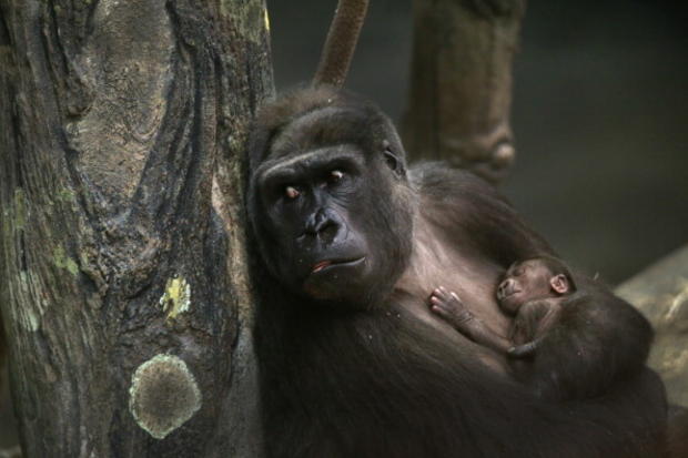 Gorilla Baby Draws Visitors To Chicago-Area Brookfield Zoo 
