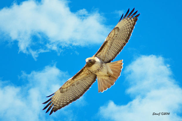 red-tailed-hawk-turning-horz.jpg 