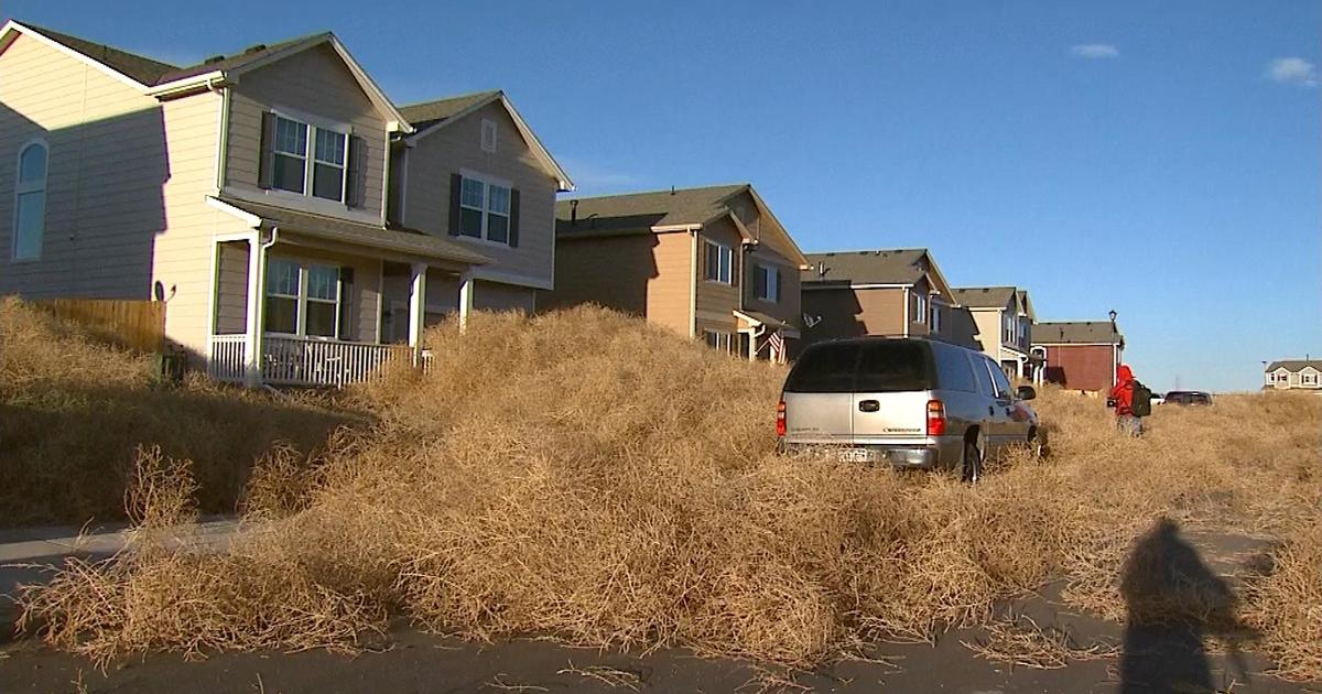 VIDEO] Colorado neighborhood buried by thousands of tumbleweeds