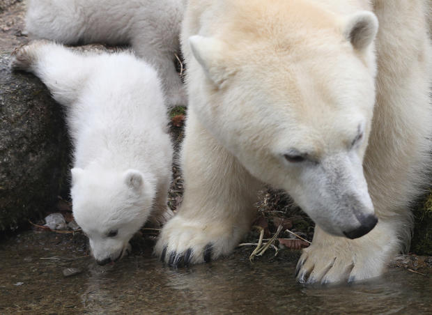 Polar bear twins 
