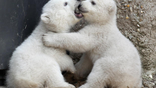 Twin polar bear cubs make debut 