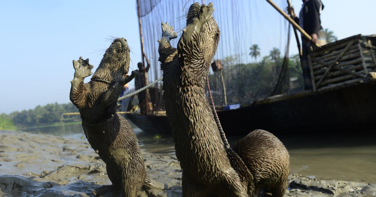 Otters aid Bangladesh fishermen