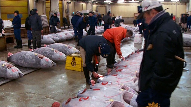 tokyo-fish-market.jpg 