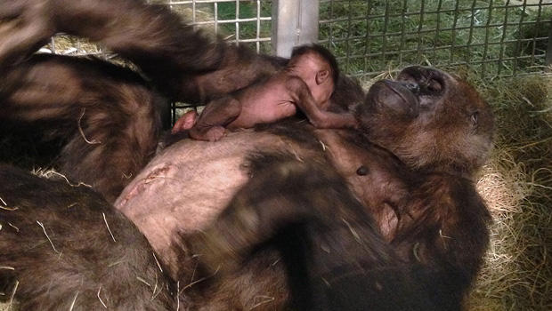 gorillas-mother-baby.jpg 