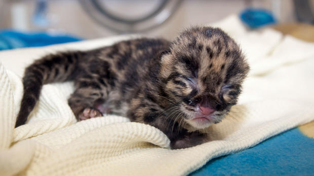 Zoo-Baby-Leopard-1-(from-Denver-Zoo) 