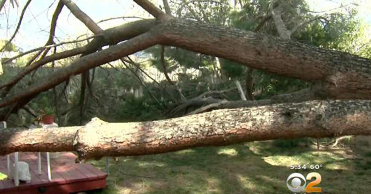 Saugus Home Red Tagged After Large Pine Tree Topples Over Cbs Los Angeles