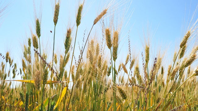wheat-field.jpg 